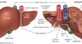 The Liver Flush (Gallbladder too) Try it now! unknown 1