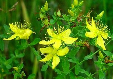 Break off Gaming Addiction Now! With St. John's Wort. tumblr lsca52xeeu1qmzqsj