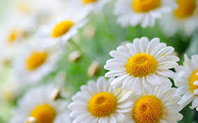How To Help Yourself with Cranky Chamomile...the herb for cranks! imgres 1
