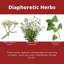 diaphoretic herbs